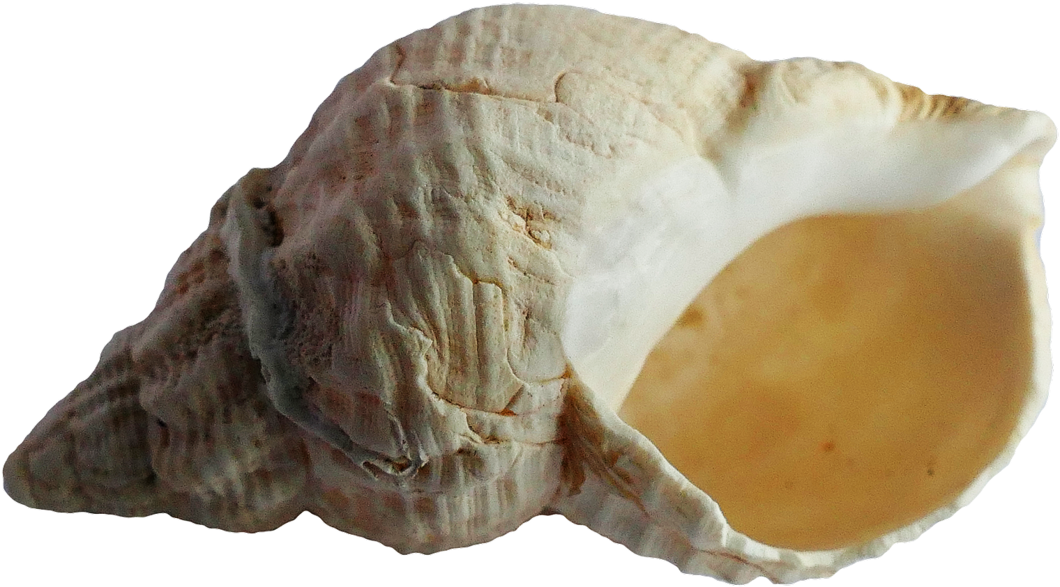 Free Png Sea Shell Png Images Transparent - Seashell (850x495), Png Download