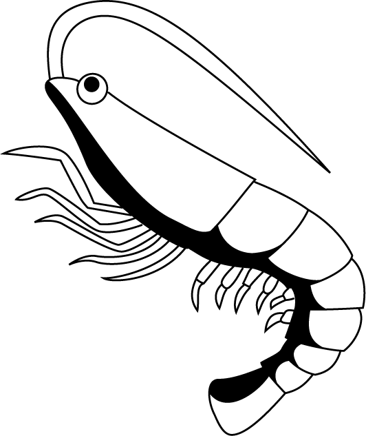Shrimp Clip Art Related Keywords - Black And White Clip Art Shrimp (532x633), Png Download