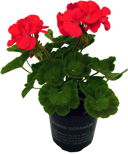 Potted Plants And Flowers Png - Geraniums Png (596x596), Png Download