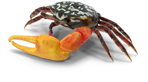 Crab Free Png Image - Fiddler Crab Transparent Background (600x600), Png Download