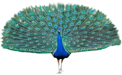 Peacock Open Wings Transparent Png - Beautiful Feather Peacock Png (400x400), Png Download