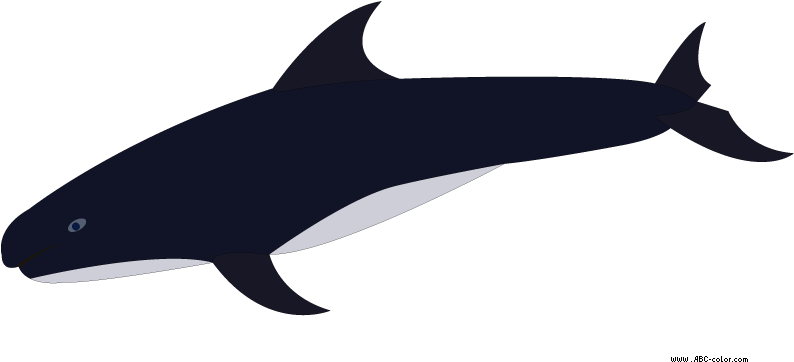 Download Bitmap Picture Pygmy Killer Whale - Pygmy Killer Whale (822x567), Png Download