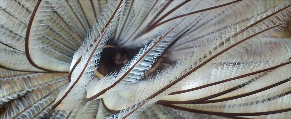 Feathers - House Fly (1000x1000), Png Download