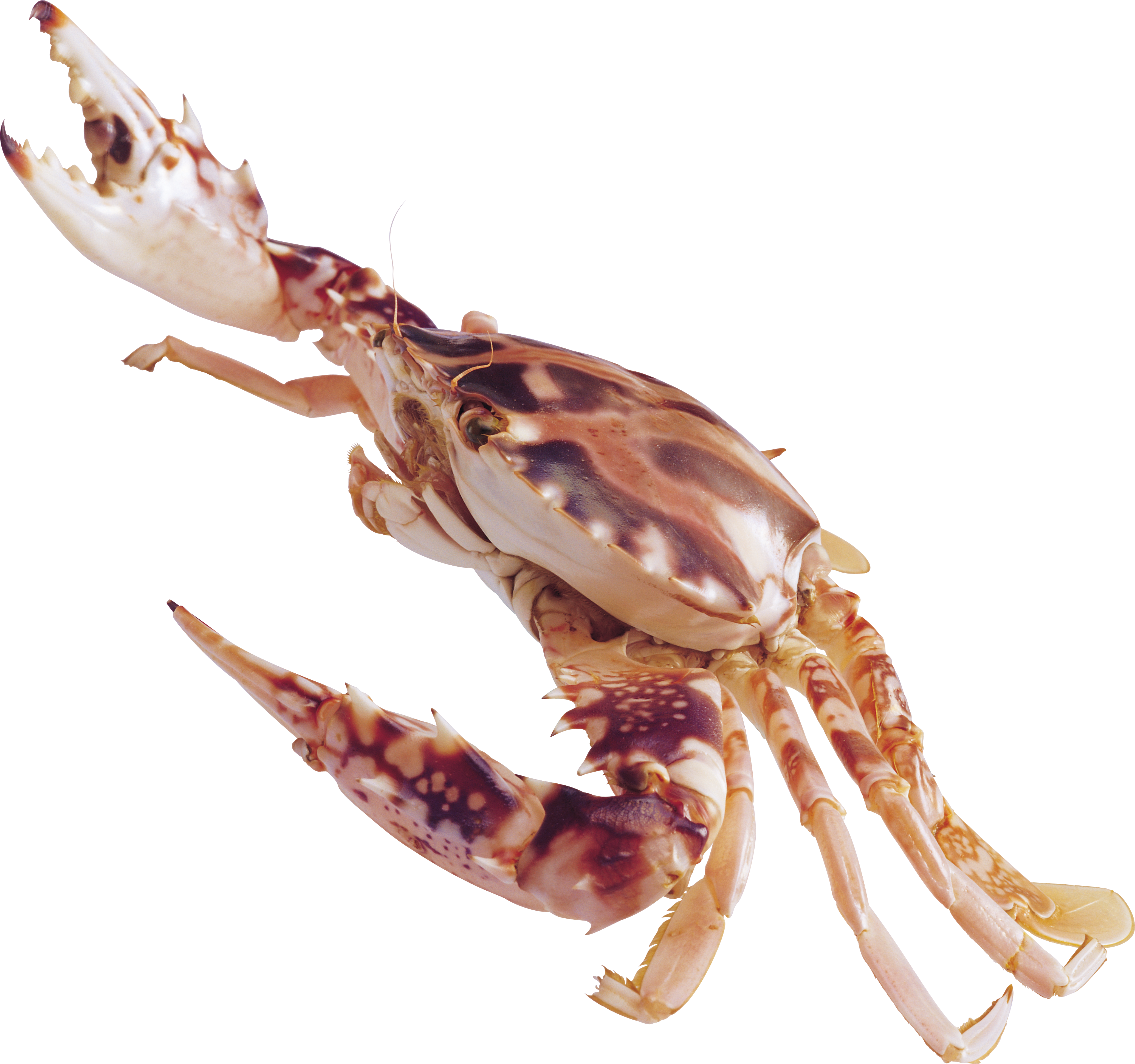 Crustaceans Png (4138x3879), Png Download