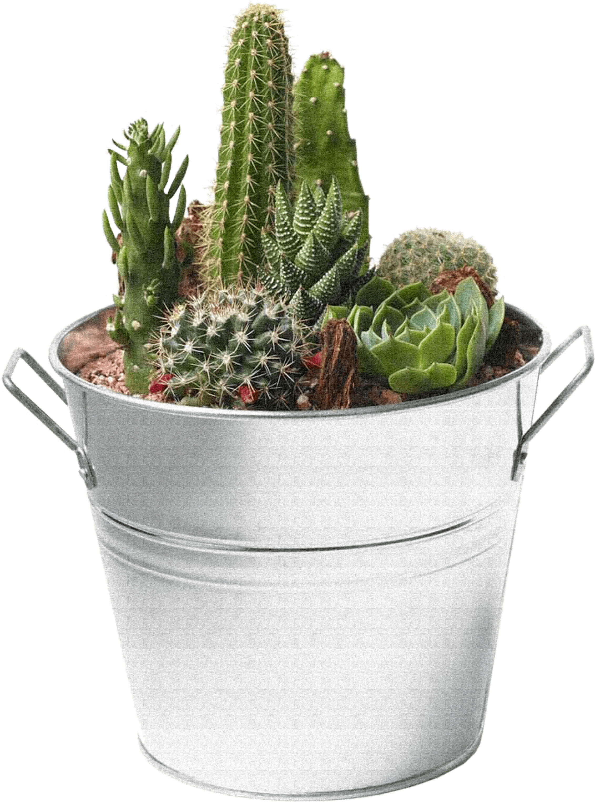 Free Png Cactus Png Images Transparent - Succulent With Transparent Background (480x607), Png Download