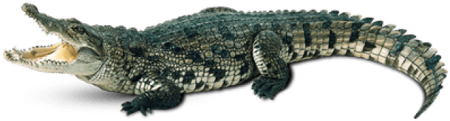 Alligator Clipart Transparent Background - Crocodile Png (640x480), Png Download