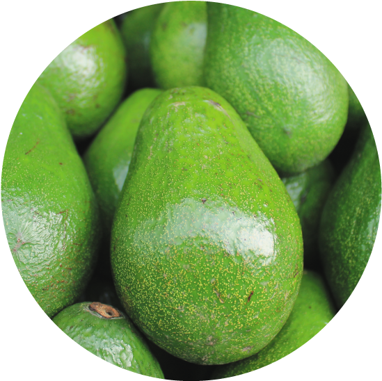 Smashing Avocado Disease Threats - Avocado Cool (567x567), Png Download