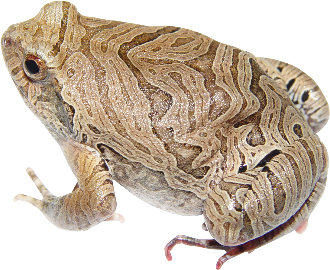 Frog Png Transparent Image - Portable Network Graphics (500x420), Png Download