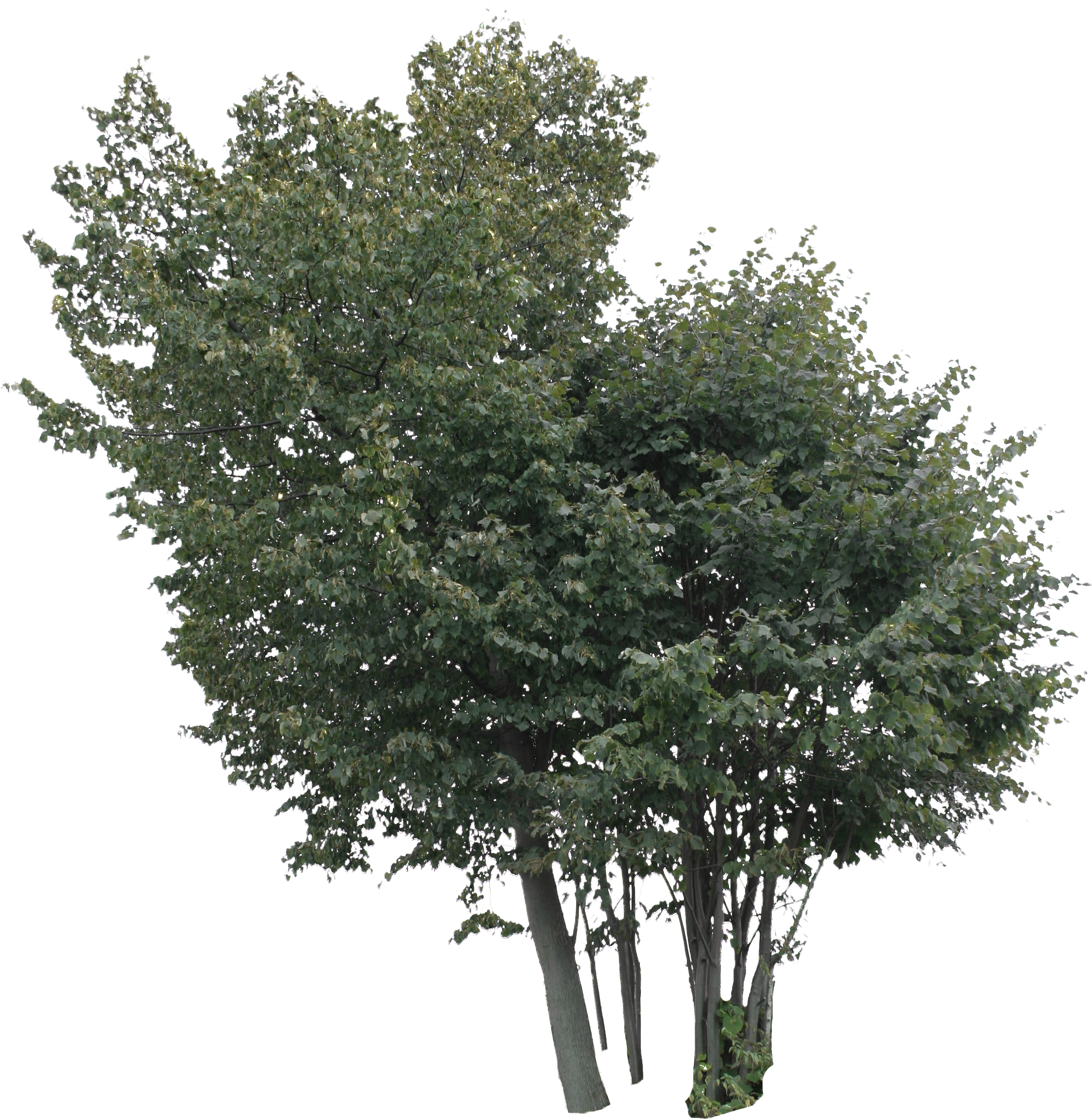 2d Trees - Linden Png (2304x2773), Png Download