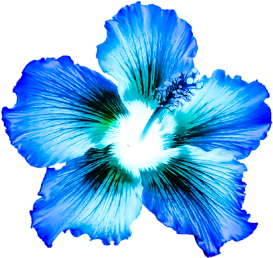 Bleed Area May Not Be Visible - Blue Hibiscus (525x700), Png Download