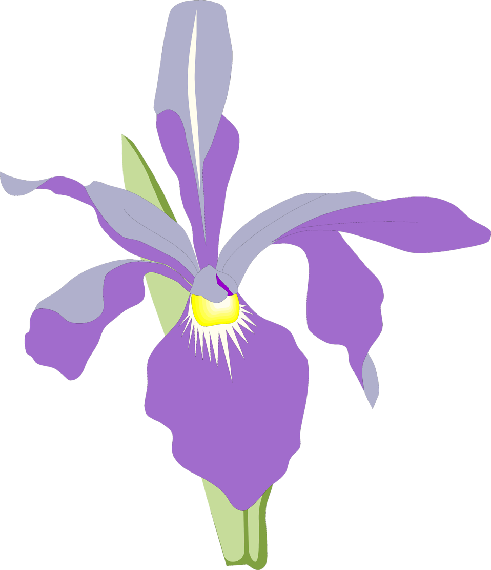 Orchid Free Stock Photo Illustration Of A Purple Orchid - Orchid Flower Vector Png (958x1111), Png Download