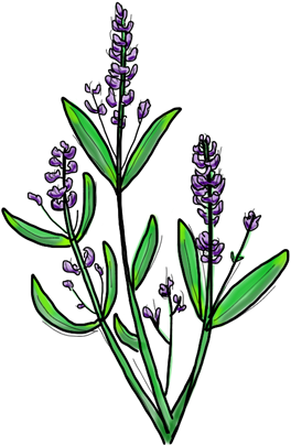 Download Lavender PNG Image with No Background - PNGkey.com