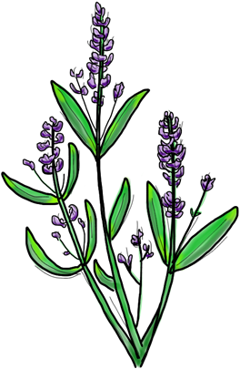 Lavender (452x452), Png Download