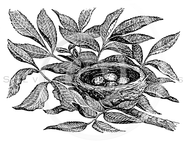 Vintage Png (773x600), Png Download