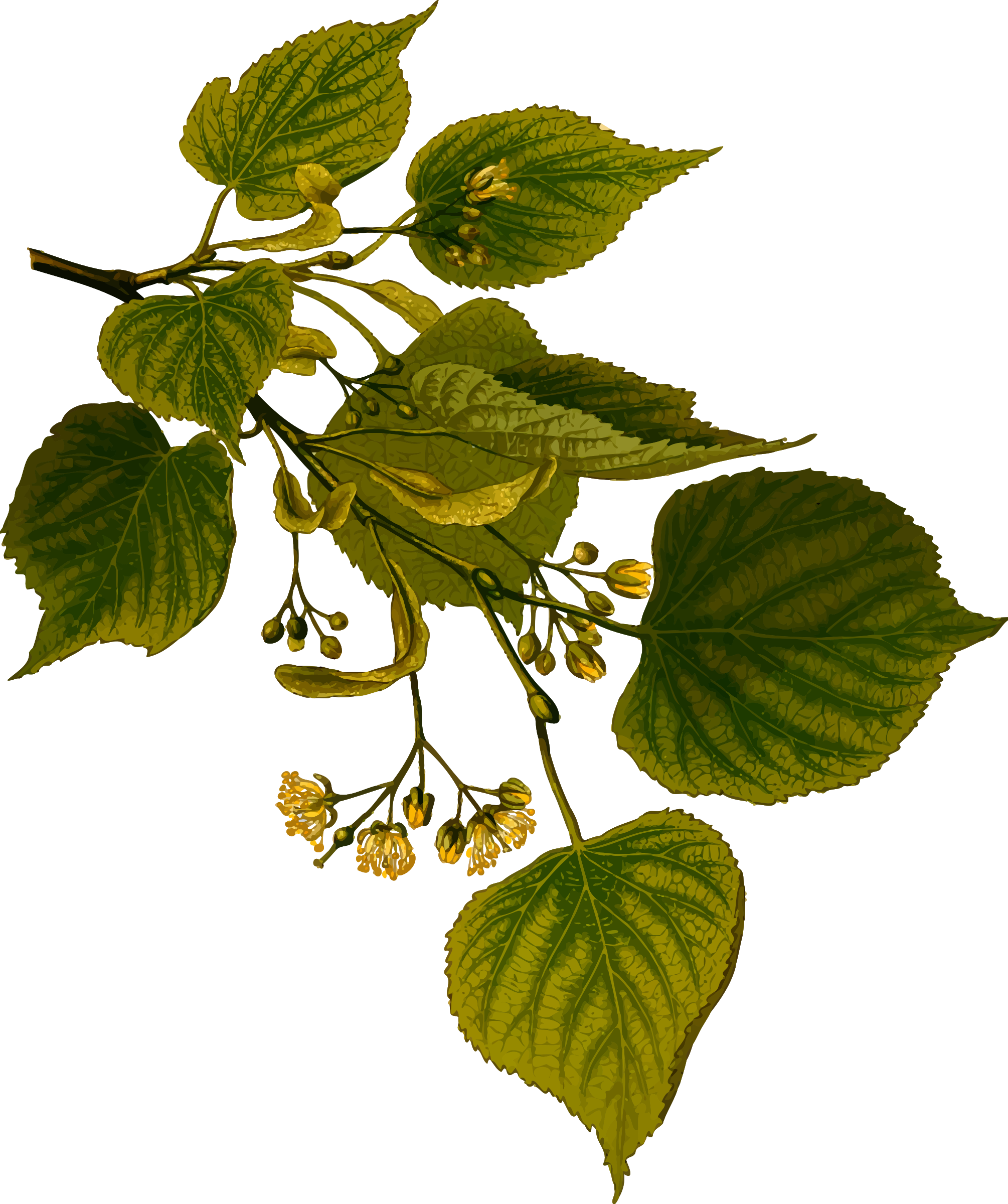 Lime Tree Clip Royalty Free Download - Introduction To Medicinal Plants [book] (2010x2400), Png Download