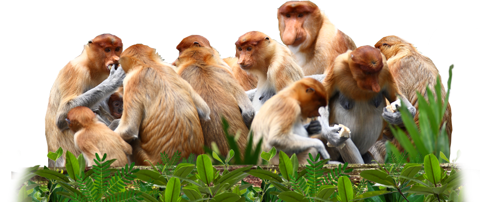 Proboscis Monkeys Are Not A Territorial Species And - Group Of Big Nose Monkeys (1000x422), Png Download