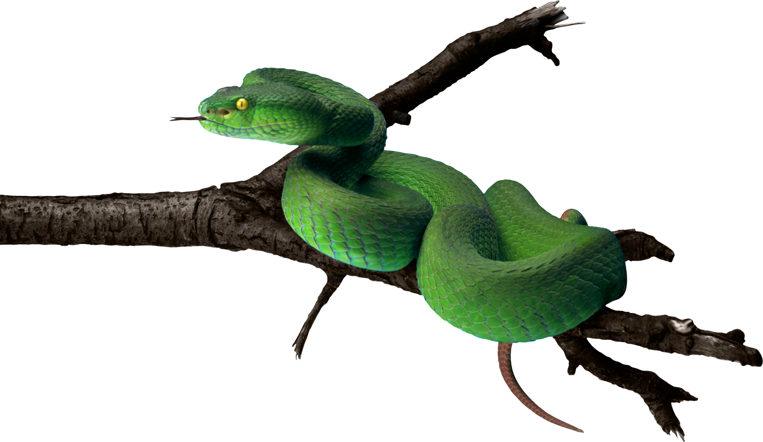 Tree Snake Clipart Snake Tongue - Tree Snake Png (2589x1501), Png Download