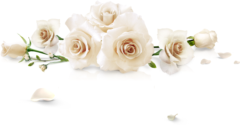 Spilled White Roses - Flower (980x535), Png Download