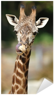 African Reticulated Giraffe Showing Long Tongue By - Reticulated Giraffe (400x400), Png Download