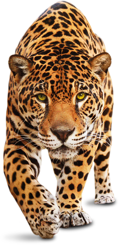 Sometimes It Just Feels Like A Drop In The Ocean - Leopardo Png (514x861), Png Download