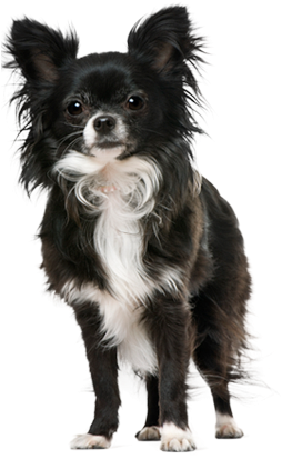 Dog Breed Png (287x468), Png Download