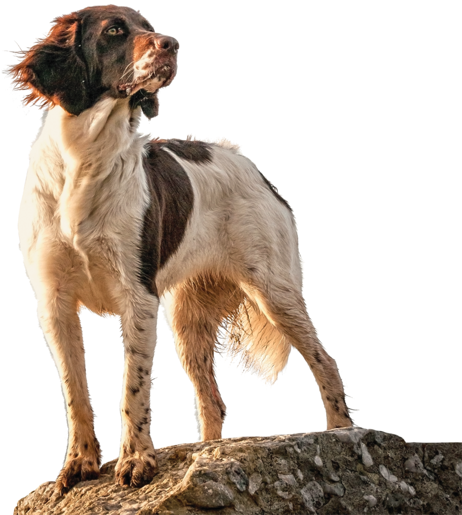 Hunting Dog Png (1000x1044), Png Download