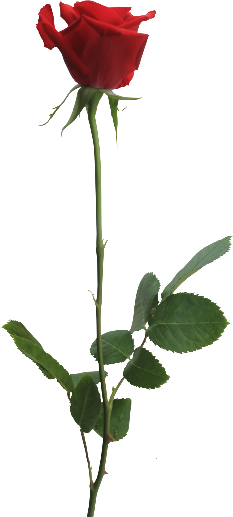 Wide - Rose Png (800x1767), Png Download