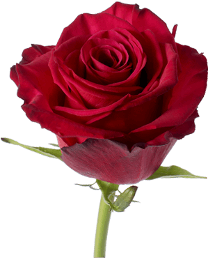 Roseberry Rose Flower Guy - Rose Roseberry Hot Pink (380x430), Png Download