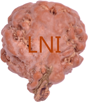 2 Mukhi Ganesha Rudraksha Size - Kielbasa (500x500), Png Download