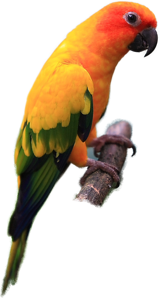 Parrot Clipart Sun Conure - Sun Conure Bird Png (592x1020), Png Download