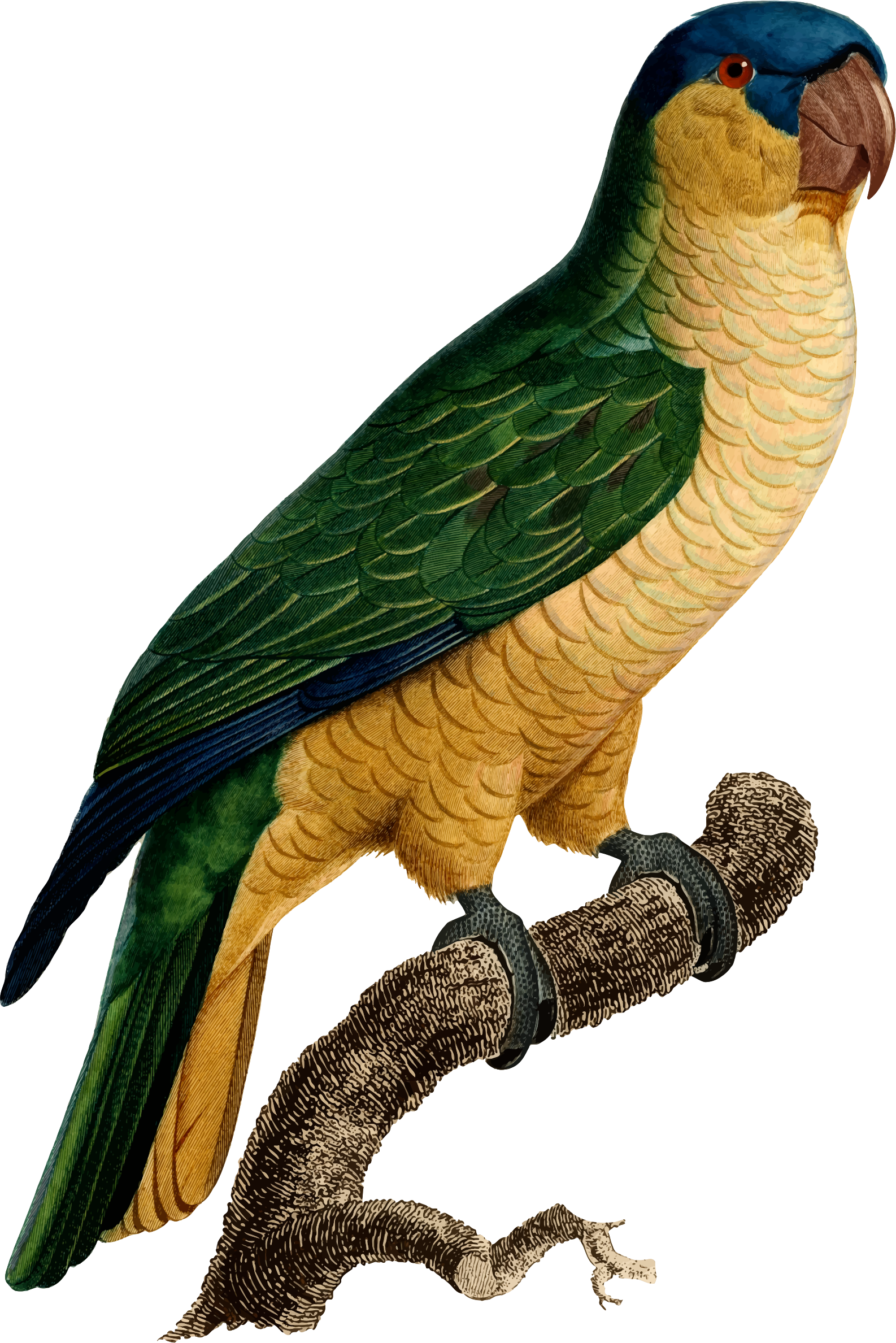 Big Image - Illustration (1586x2377), Png Download