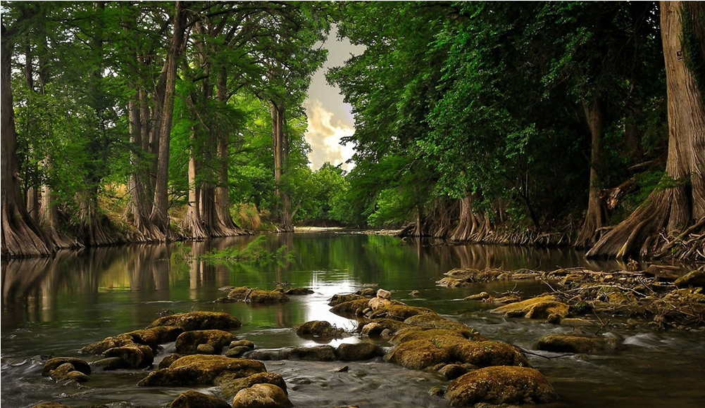 Score 50% - Forest Ecosystems: Forest Function And Management (1000x1000), Png Download
