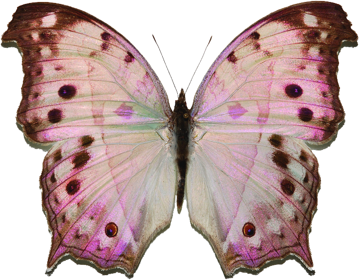 Forest Mother Of Pearl Butterfly (800x619), Png Download