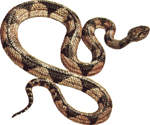 Snake Png Free Download - Snake Clipart Gif (634x529), Png Download