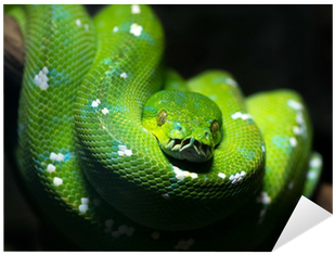 Green Tree Python - Free Transparent PNG Download - PNGkey