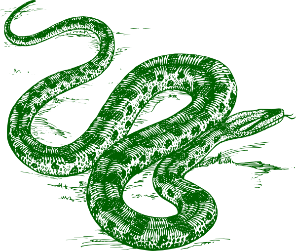 Green Anaconda Drawing (600x508), Png Download