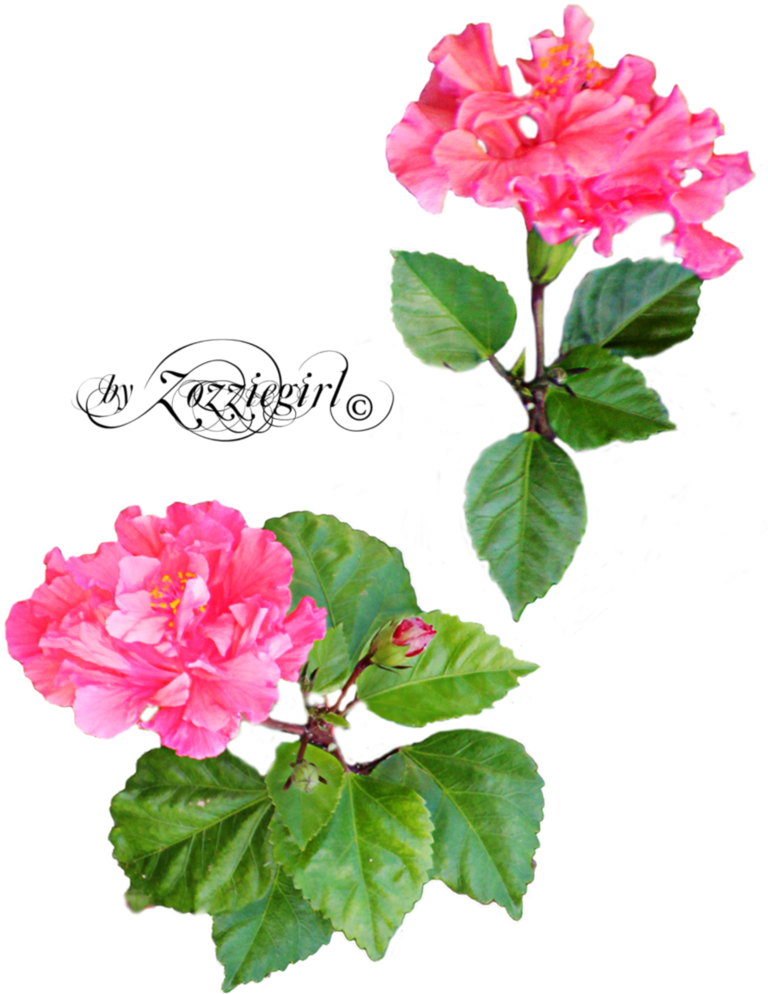 For Mobile Dorothy Ferguson Wallpaper Free Transparent PNG Download