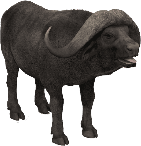 Free Png African Buffalo Photo Png Images Transparent - African Buffalo (850x739), Png Download