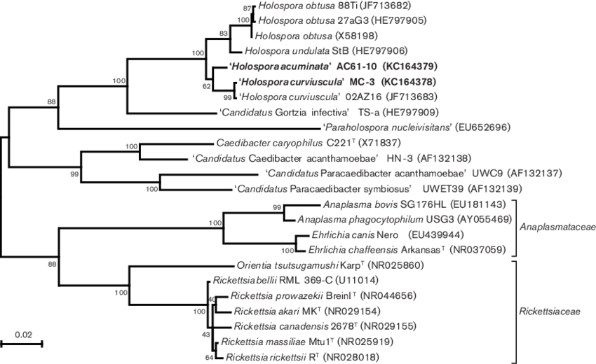 Maximum-likelihood Phylogenetic Tree Based On The 16s - Document (850x520), Png Download