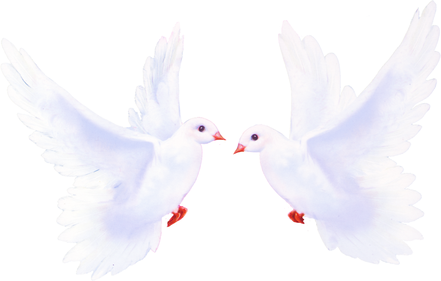 Pigeon Png - Голуби Клипарт (1479x942), Png Download