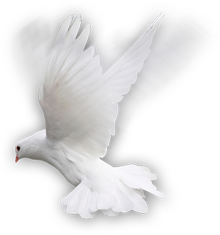 Rock Dove (380x343), Png Download