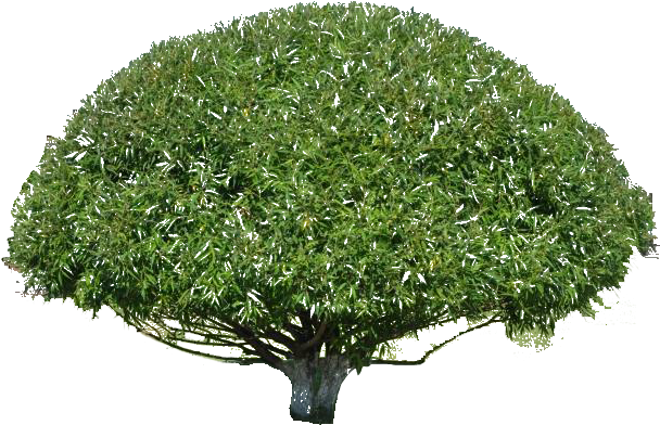 Photoshop - Willow (800x531), Png Download
