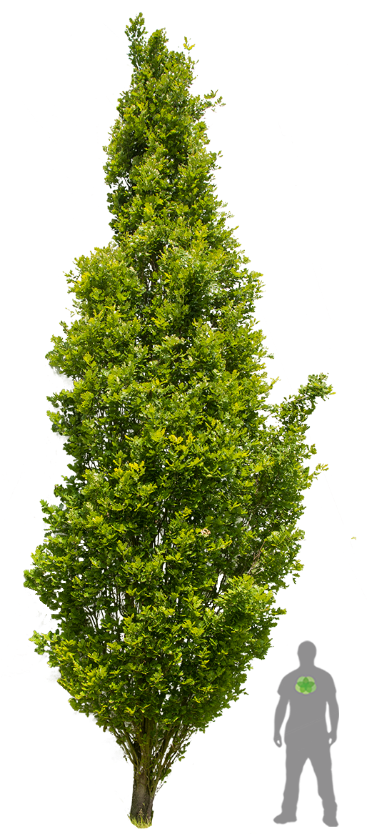 Quercus Robur Fastigiata 'koster' - Quercus Robur Fastigiata Png (900x1200), Png Download