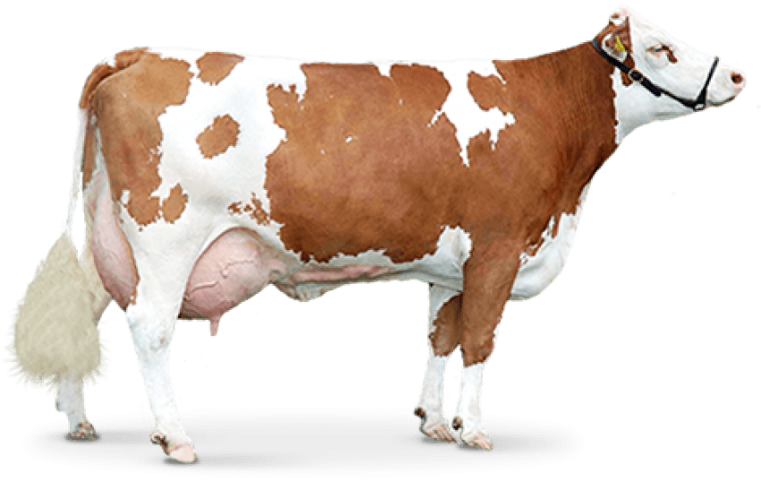 Free Png Cow Png Images Transparent - Cow Png (850x538), Png Download