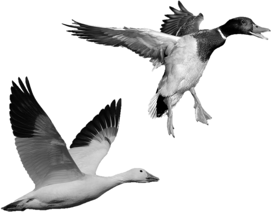 Stone Statues Of A Flying Goose And A Flying Duck - Mallard (1094x809), Png Download