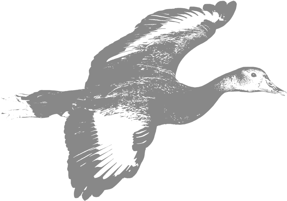 Whistling-duck - Duck (1000x1000), Png Download