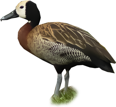 White Faced Whistling Duck (400x400), Png Download