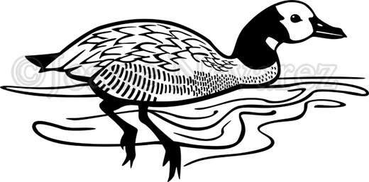 White-faced Whistling Duck - Duck (520x257), Png Download