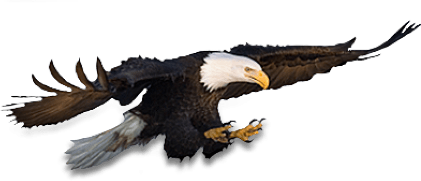 Free Png Eagle Png Images Transparent - Eagle (850x541), Png Download