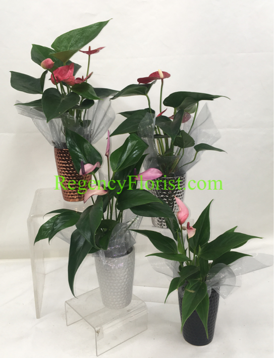 More Views - Regency Florists (543x710), Png Download